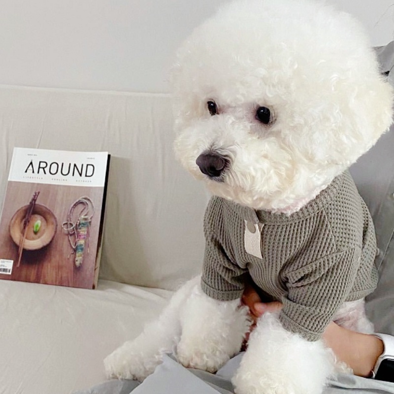 Camisa de verano para mascotas - Summer Clothing In French reseña y precio